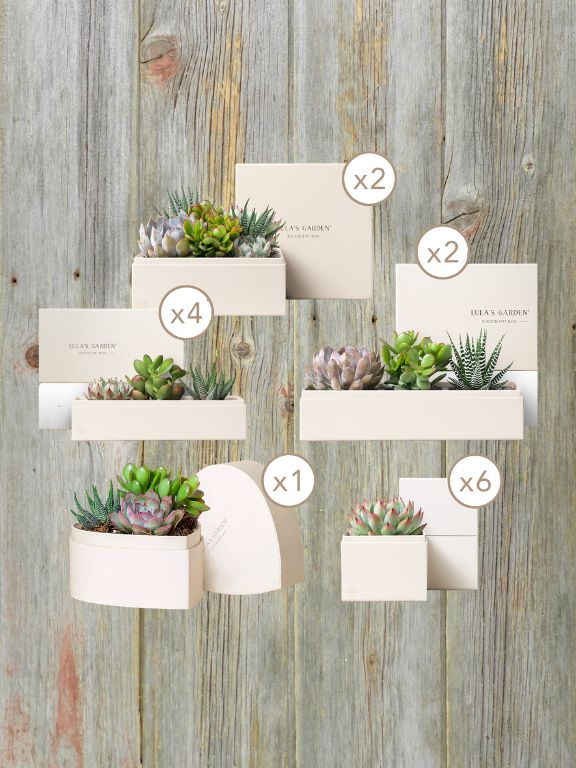 LULAS GARDEN GRAND STARTER SUCCULENT PLANT KIT